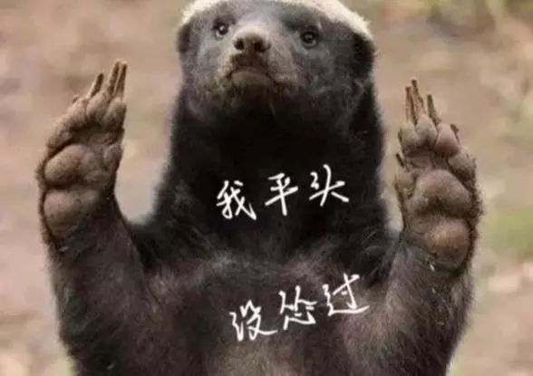 平头哥蜜獾到底有多强,平头哥为什么会火