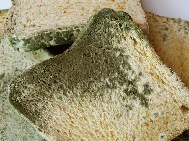 人碰完霉的东西会怎么样「碰到发霉的东西就会发霉吗」