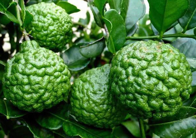 第一种,箭叶橙箭叶橙又叫泰国柠檬,是一种原产于泰国,老挝的特色橙子