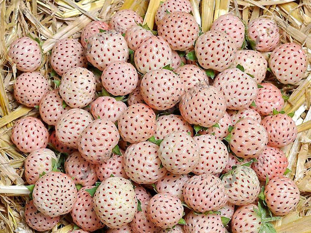 箭叶橙又叫泰国柠檬,是一种原产于泰国,老挝的特色橙子品种,这种