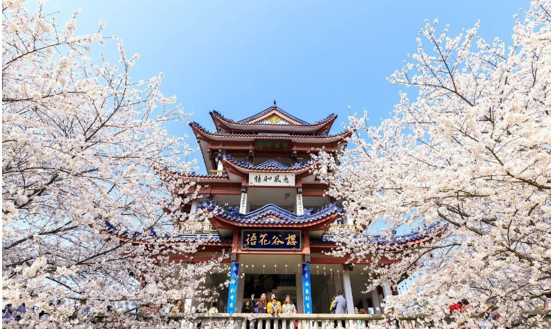 中国的"世界级樱花城",不是武汉,南京,游客纷纷慕名而来!