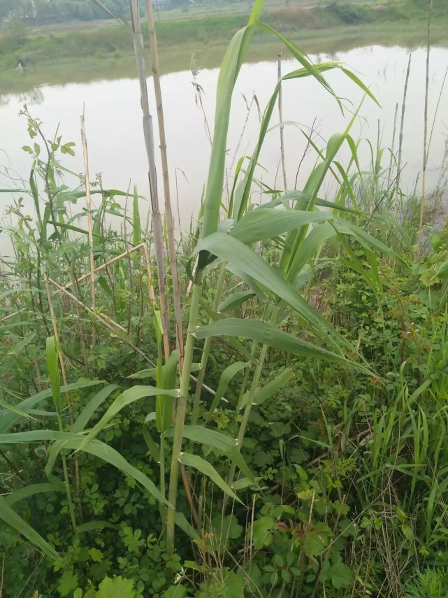 扁舟不泊草萋萋,夕涨江潮两岸齐.其三柳岸风来都入水,参差芦笋绿云霓.