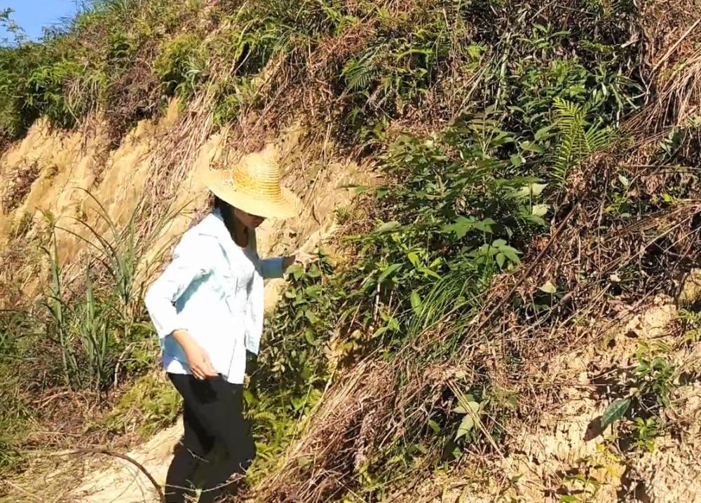 客家妹子上山采摘一种有臭屁味的草药,别看它臭,所起作用可不小