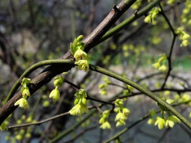 这植物3月开花 人们却盼着4月的嫩叶 人称 一个刺两个头