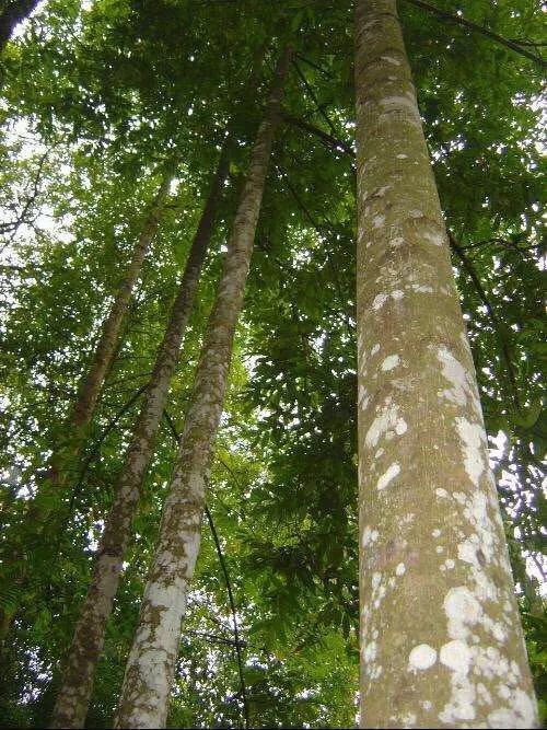 沉香|国产沉香的一些种类