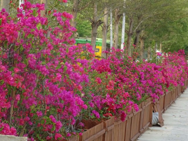 正是南国好风景 花开时节又逢君