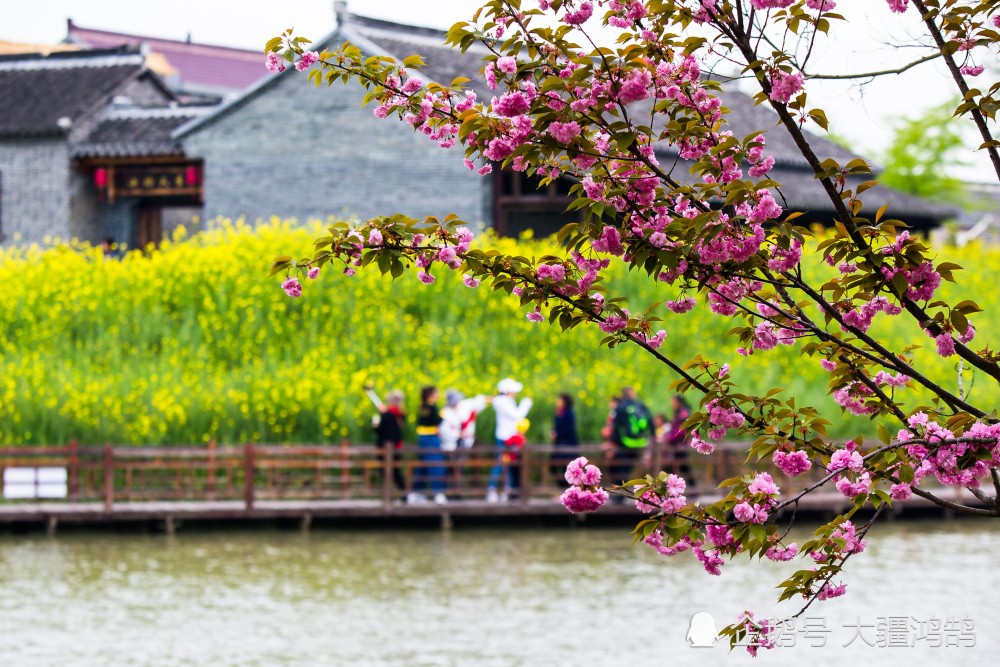 江苏泰州:观赏樱花美景 享受田园风光