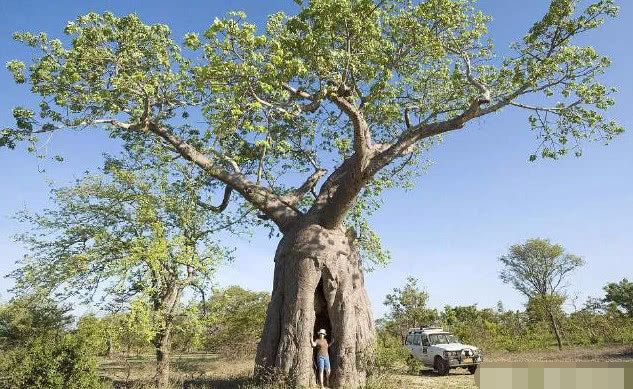 心理学:你感觉哪颗大树的根基最稳固?一眼看出你身边的贵人是谁