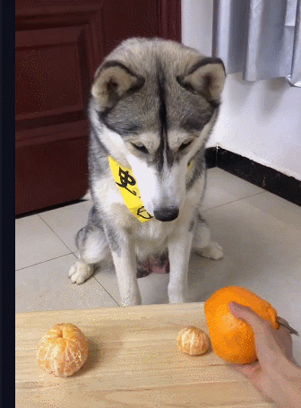 1 m 主人刚刚说完,然后二哈就作出了选择,选择了最大那个橘子,对于