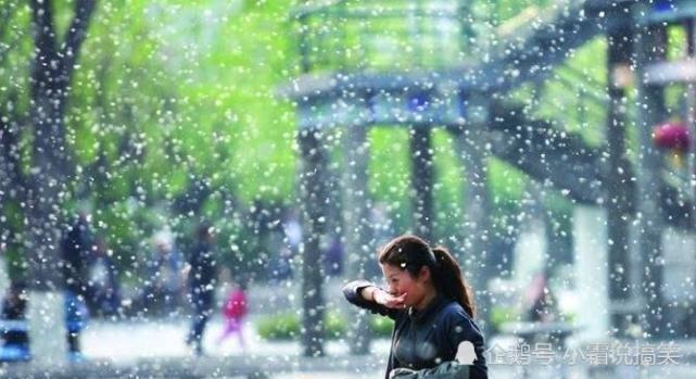 春天梧桐飞絮严重可要小心过敏情况