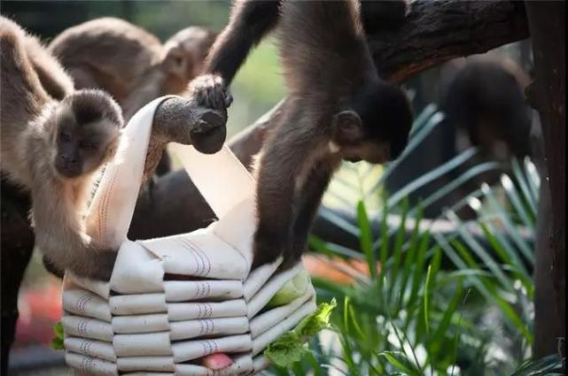 上海動物園遊客數量激增 飼養員