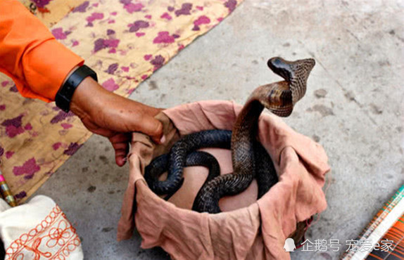 印度人和毒蛇和平相处,毒蛇也不会去咬他们,原因令人刷新三观