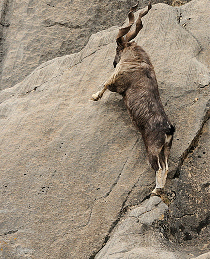 世界上最大的山羊长什么样子 两只 电钻 大角 只为爱情而战 腾讯新闻