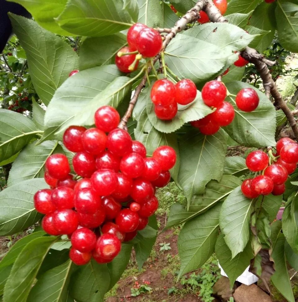 昆明周边樱桃采摘地图!吃不完"兜"着走!