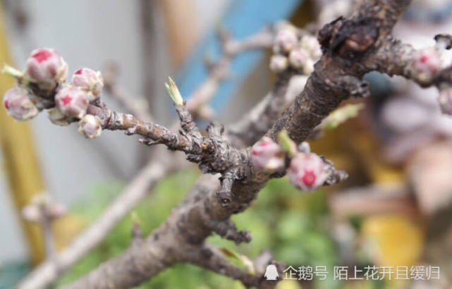 桃树花芽不开花 花芽干枯的原因及防治方法 果园 桃树 冻害