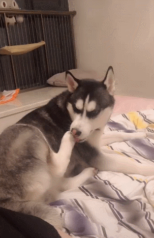 哈士奇啃着自己的臭脚,吃出淡淡咸味,享受得根本停不下来