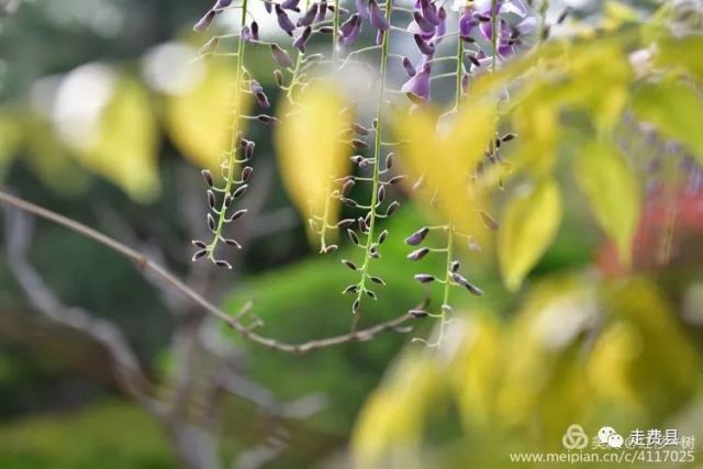 費縣這裡驚現夢幻紫藤花開!花期很短,錯過要再等一年