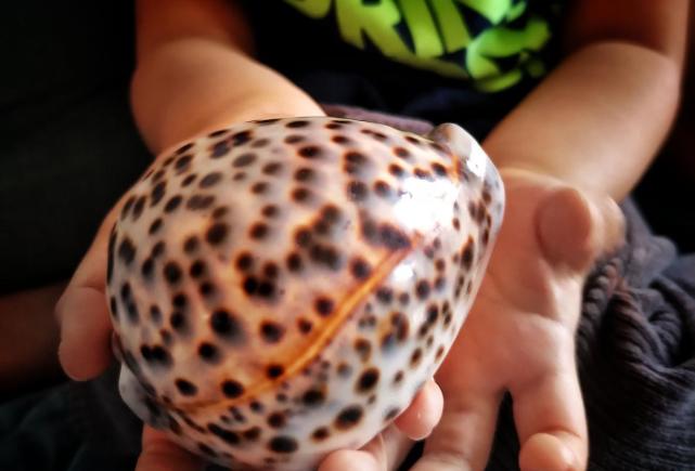 2岁儿子非常喜欢的宝螺竟然在非洲不期而遇野生状态下是