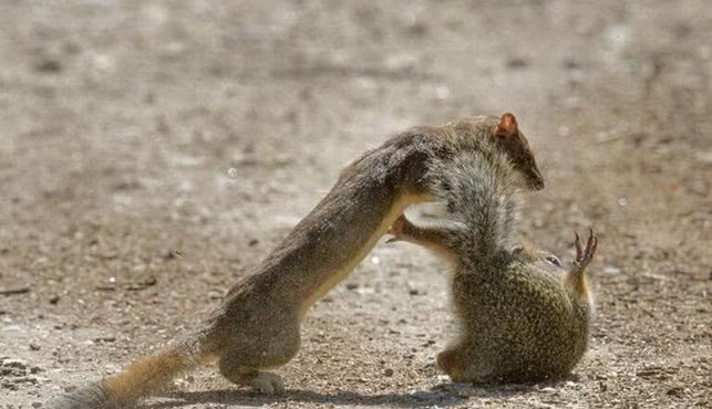 松鼠与黄鼠狼相互碰面,对视一眼开始打架,接下来的一幕笑翻人_腾讯