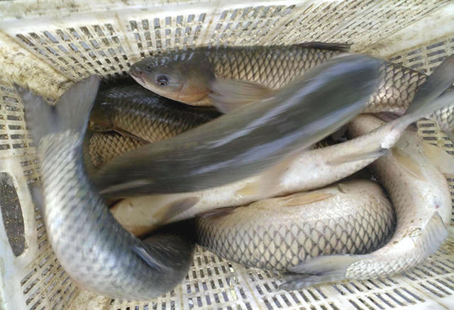 想多钓鱼并不难,有这款自制小药就够了,专攻鲫鱼鲤鱼跟草鱼