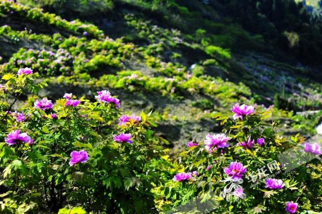 清明踏青季墊江牡丹花進入觀花遊覽最佳時節