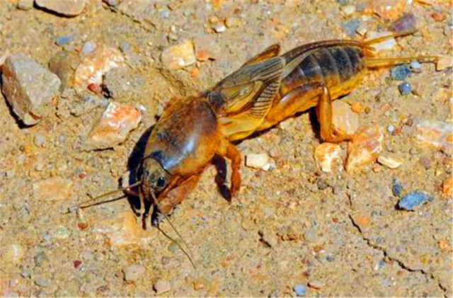 农村被称为海陆空的小昆虫,听说一斤能卖上百块钱,是真的吗?