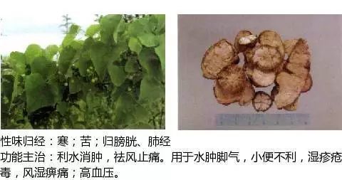 500餘種中草藥圖附主治功效