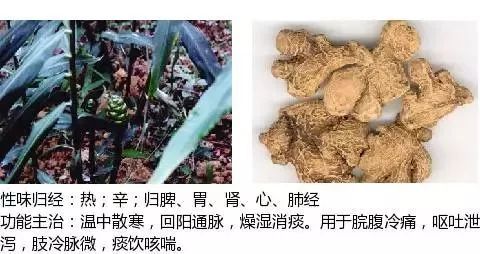 別名:白姜,幹生薑,均姜,藥姜乾薑別名:桂樹,牡桂,玉桂,紫桂,大桂,桂皮