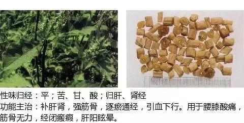 500餘種中草藥圖附主治功效