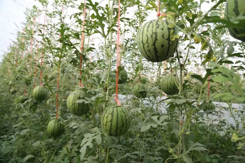 十一届仁风西瓜文化节4月20日正式启动