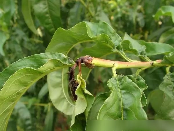 桃樹梨小食心蟲危害大如何防治效果好