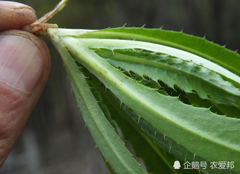 這種野草僅僅可以食用,而且還可以當做藥材,涼血止血功勞大