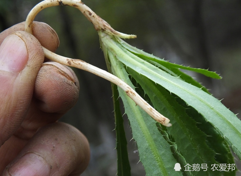 這種野草僅僅可以食用,而且還可以當做藥材,涼血止血功勞大