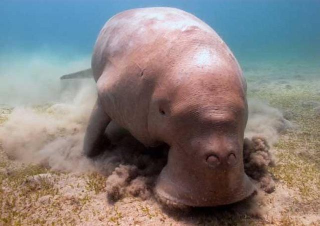 男子海边散步发现怪物,躺在地上十分痛苦,渔民:赶紧送回大海!