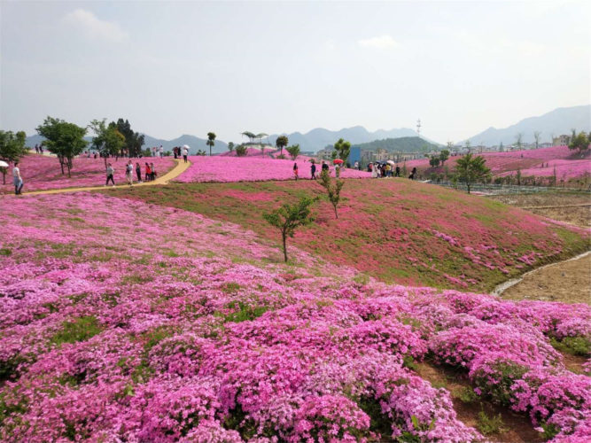 曹村花海 又一网红打卡地