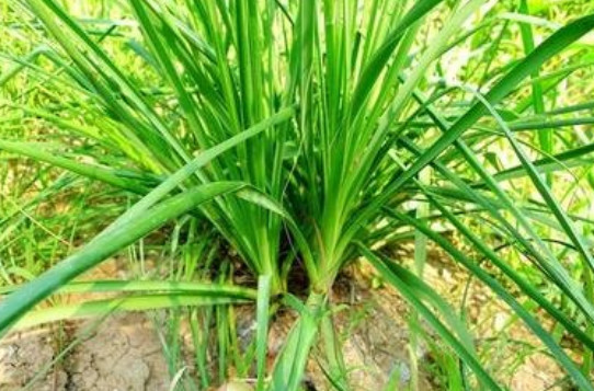 长得像韭菜却比韭菜值钱,根部作用堪比人参,农村人称"救火者"