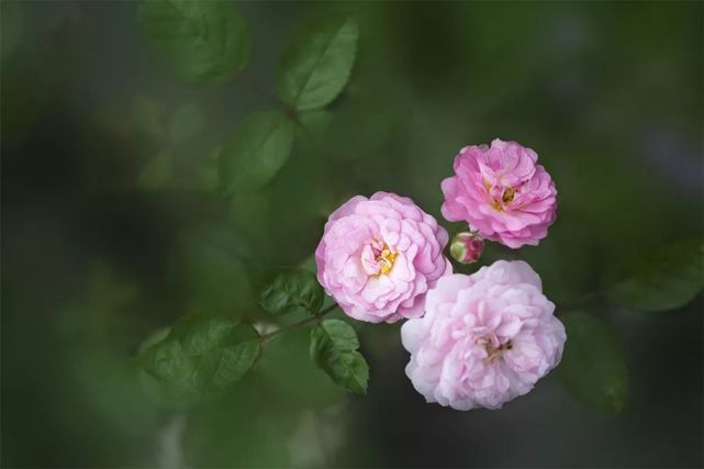 四月半夏 蔷薇花开 捻一份清欢来彭州寻香