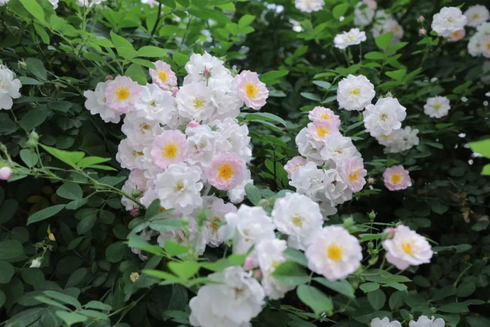 惊艳什邡的网红蔷薇花墙已就位没去打卡的抓紧了