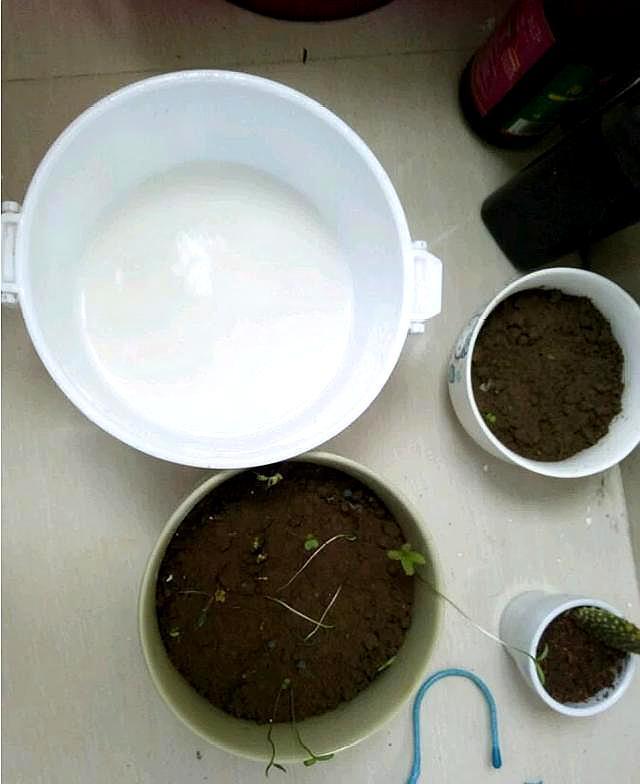 夏天变质的牛奶 酸奶都是养花宝 简单1处理 都是好肥料 腾讯网