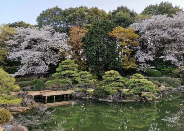 人间四月天 樱花烂漫时 设计手帐 日本站