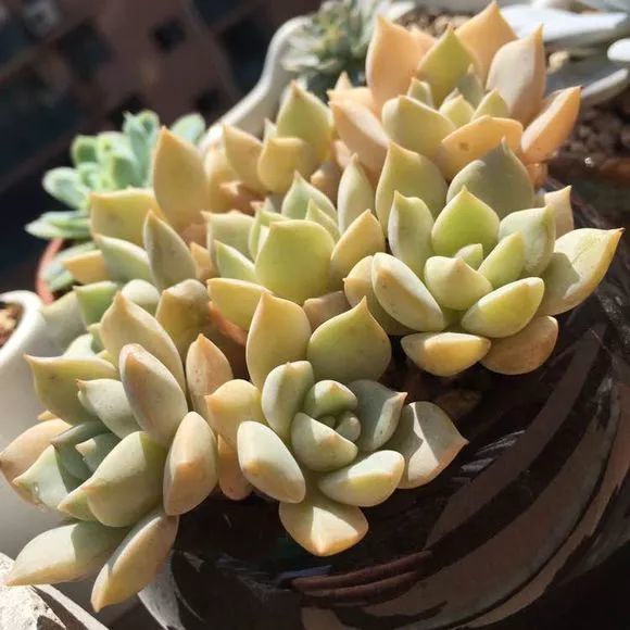 名字有 牡丹 的多肉 说不上 国色天香 但是都美丽大方 腾讯新闻