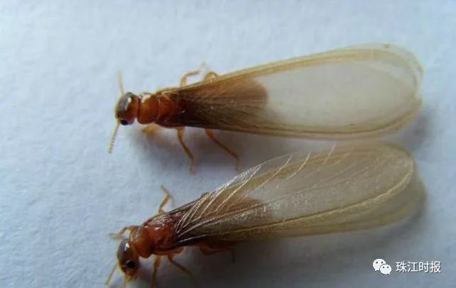 厦门多人被咬,有的甚至休克!夏天你要留神这些虫蚁
