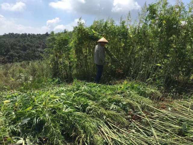 我在云南种工业大麻:从无人问津到疯狂圈地只有一夜之间