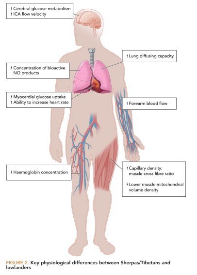 醉仁心胸 高海拔人群生理特点 基于藏族及夏尔巴人研究的论述