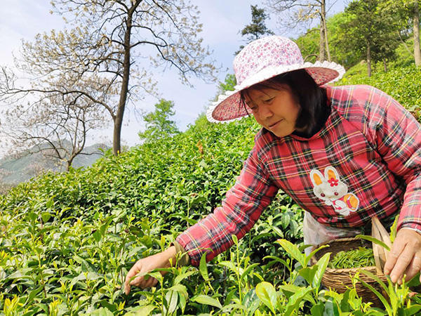 河南信阳毛尖采摘遭遇用工荒,三分之一的茶叶产量被浪费