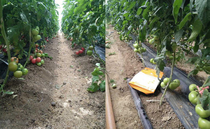 番茄施肥不当危害大,可别再乱用肥了!