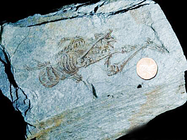 南极发现史前人类化石比恐龙早亿年史前文明疑云将被揭晓