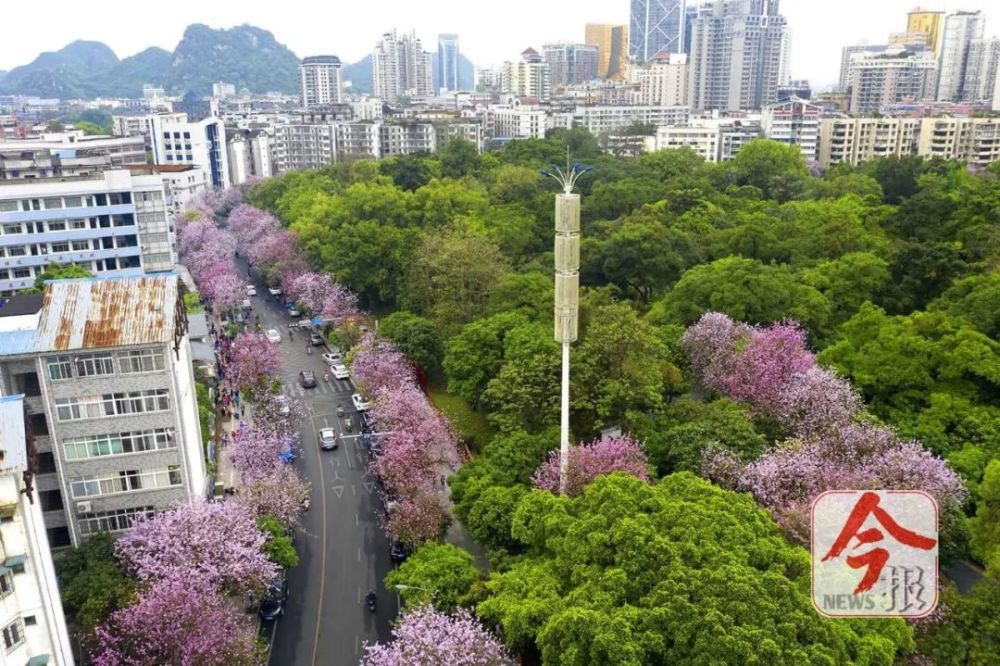 美上天!720°全景航拍紫荊花海!刷爆柳州人朋友圈