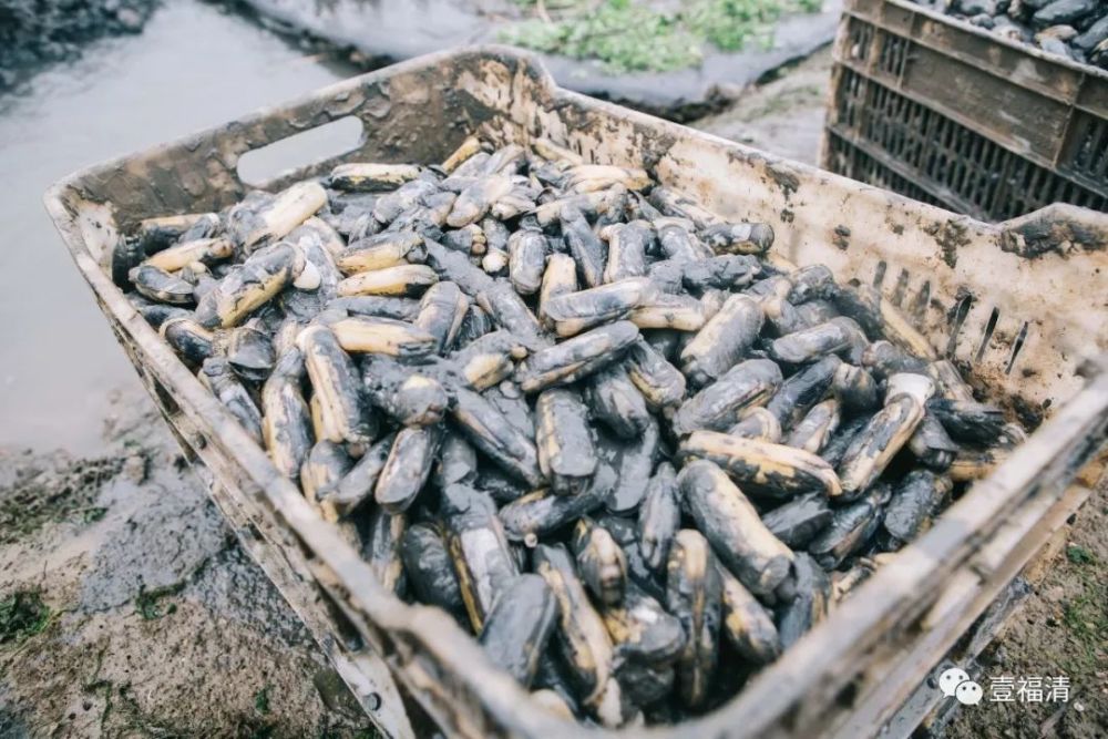 又上央视福清不再是福清它将有一个新名字叫