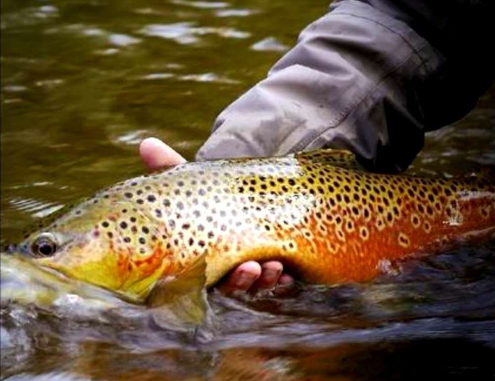 一种入侵鱼,多国将它加"黑名单",国内一斤500元